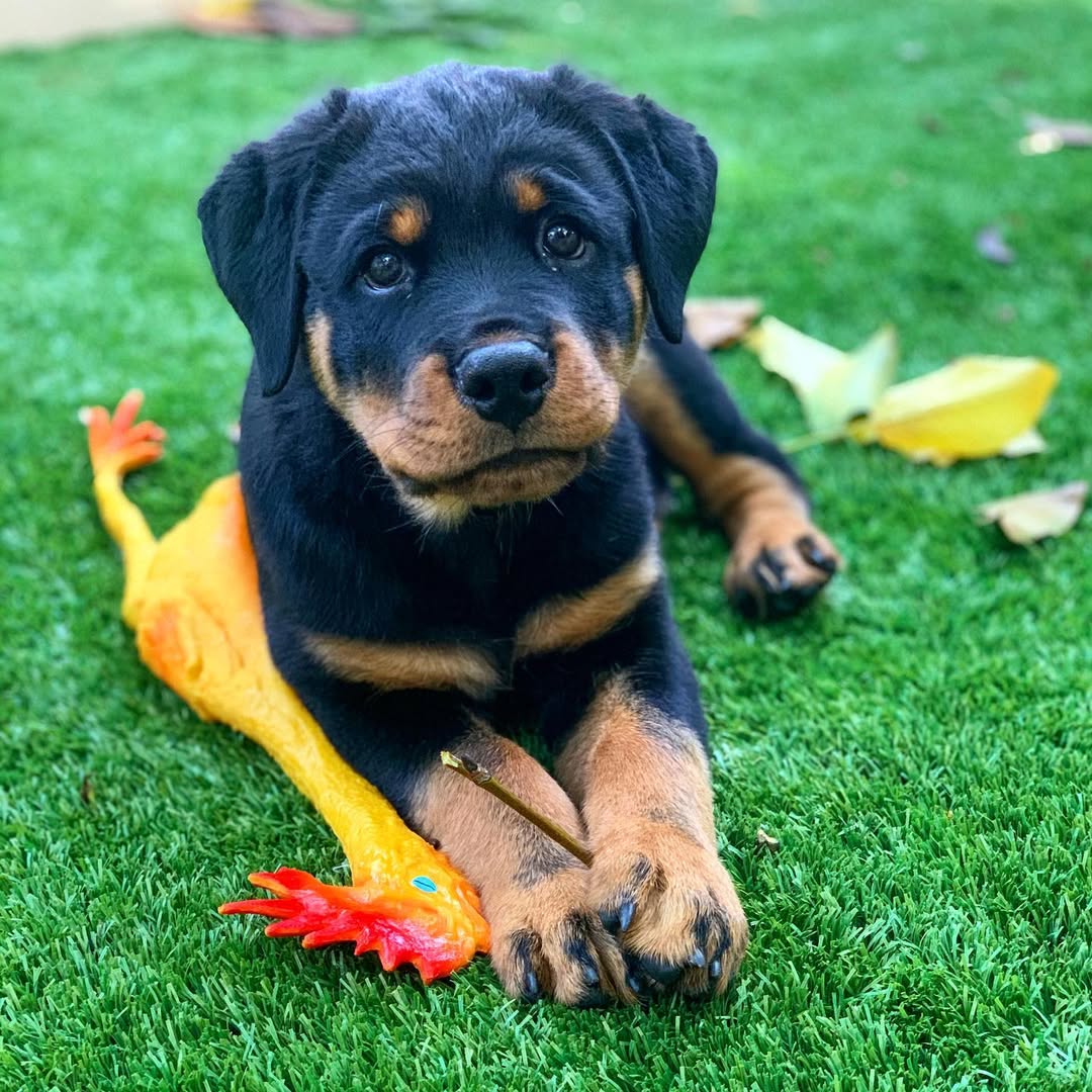 Maximus